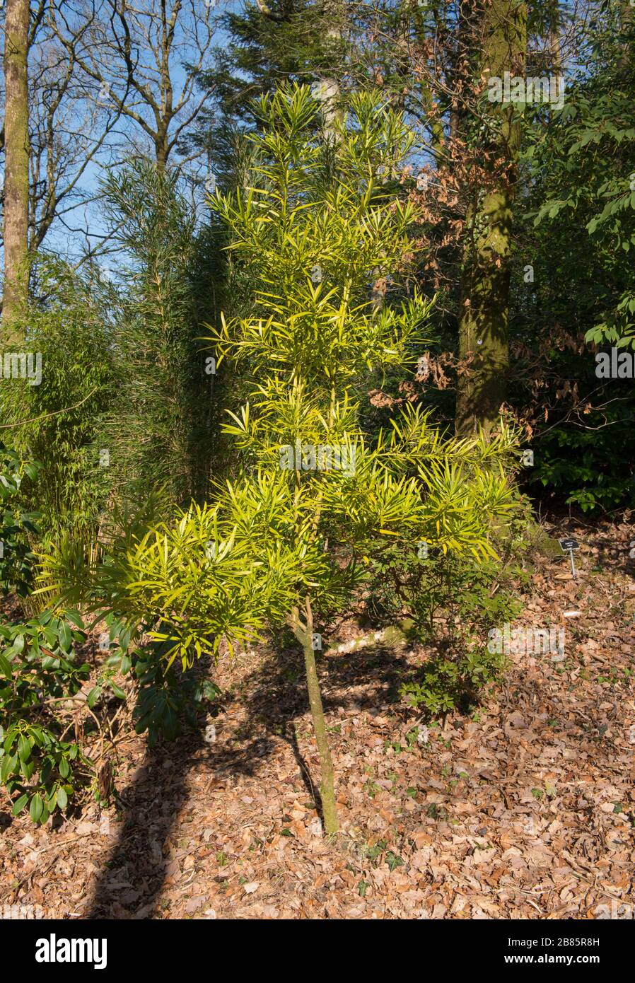 Buddhist or Yew Plum Pine Tree (Podocarpus macrophyllus) in a Woodland Garden in Rural Devon, England, UK Stock Photo