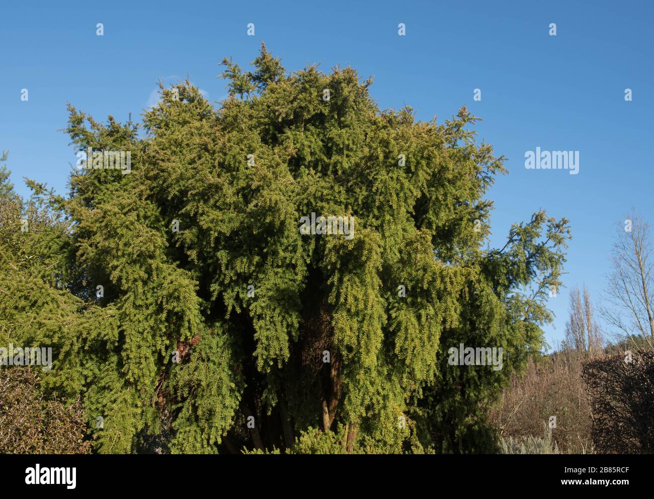 Winter Foliage of the Evergreen Weeping Totara Tree (Podocarpus totara 'Pendulus') in a Garden in Rural Devon, England, UK Stock Photo