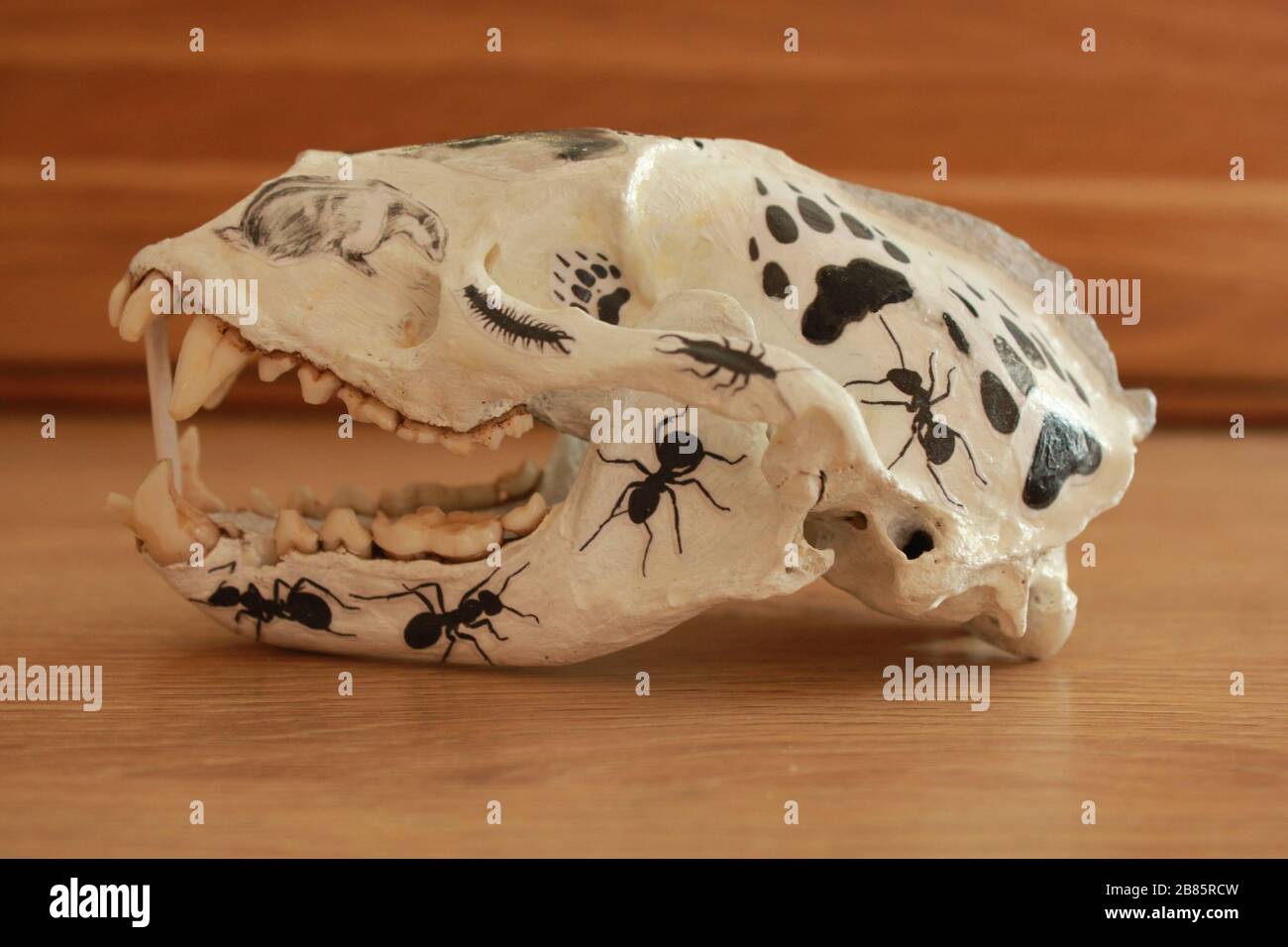 Decorated badger skull Stock Photo