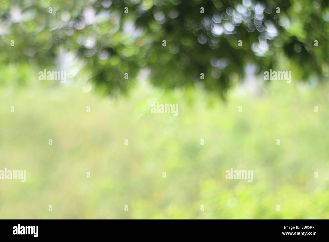 Blurry Tree green nature forest beautiful blur background and Bush leaves  blurred hanging from the top of the picture Stock Photo - Alamy