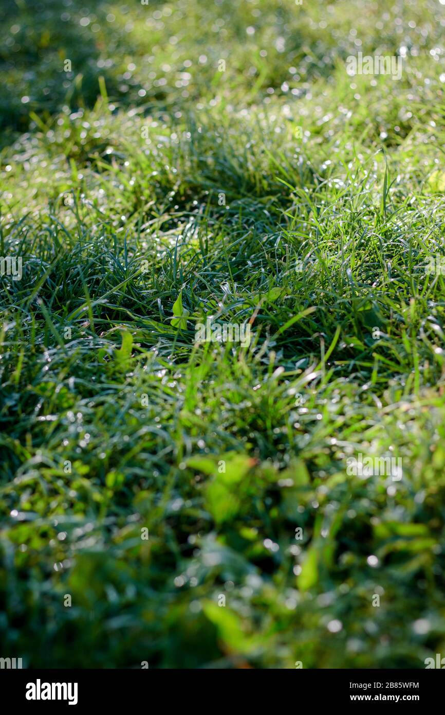 Green grass background with dew drops at park Stock Photo - Alamy
