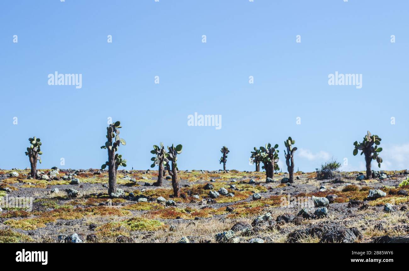 Cacti on the Jurassic-like wilderness landscape of Isla North Seymour in the Galapagos Islands, Ecuador Stock Photo