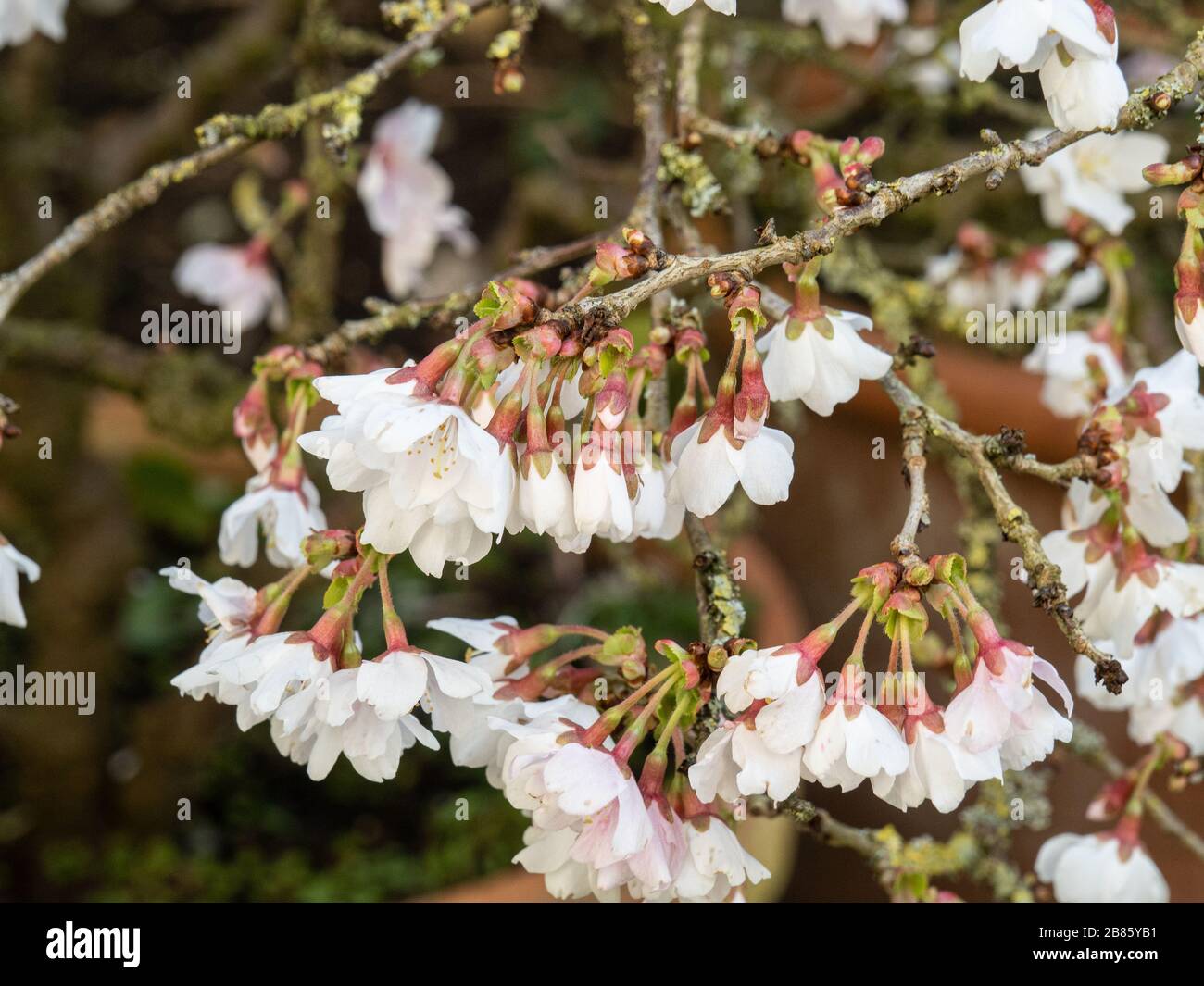 The white flowers of Prunus Kojo-no-mai in early spring Stock Photo