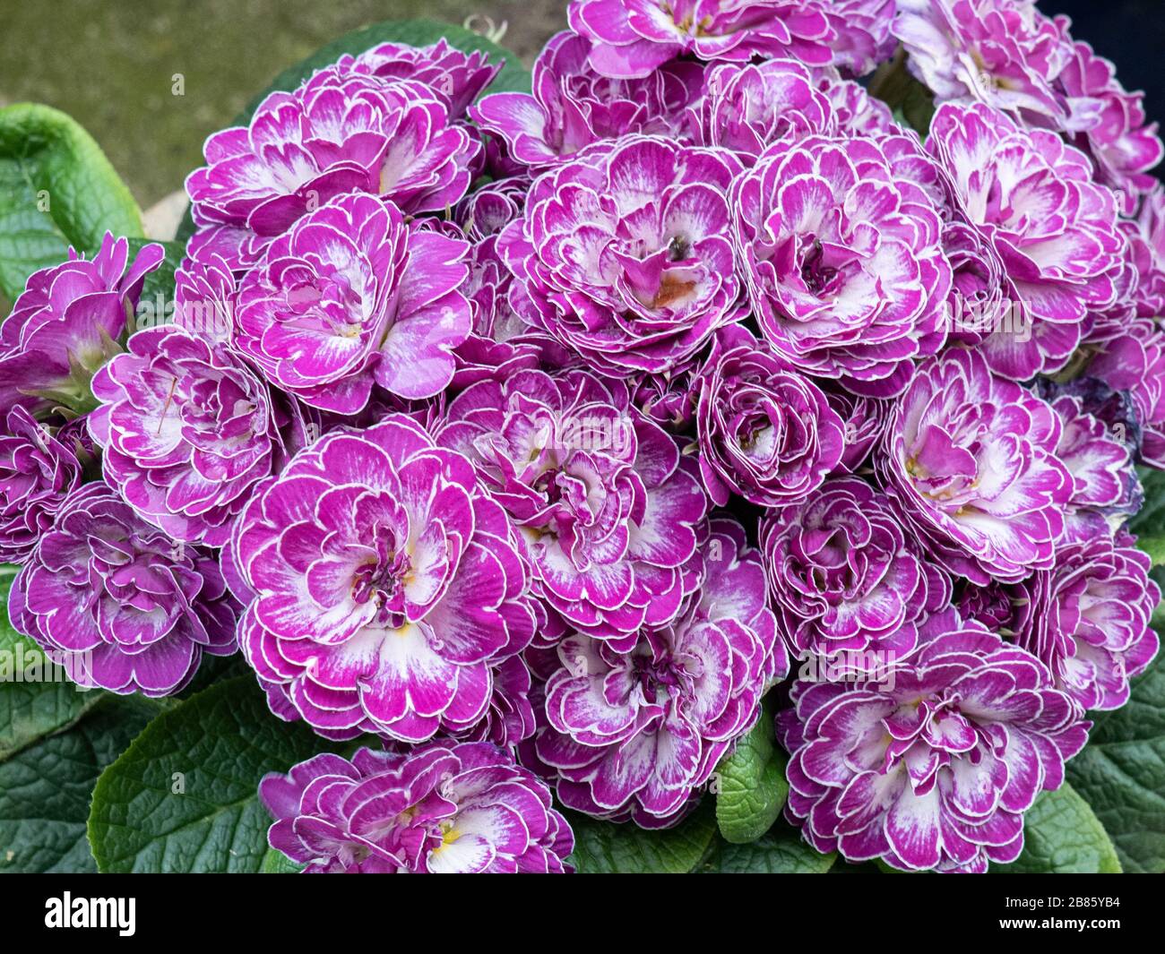 A close up of the double purple and white flowers of Belarina Primula Candy Frost Stock Photo