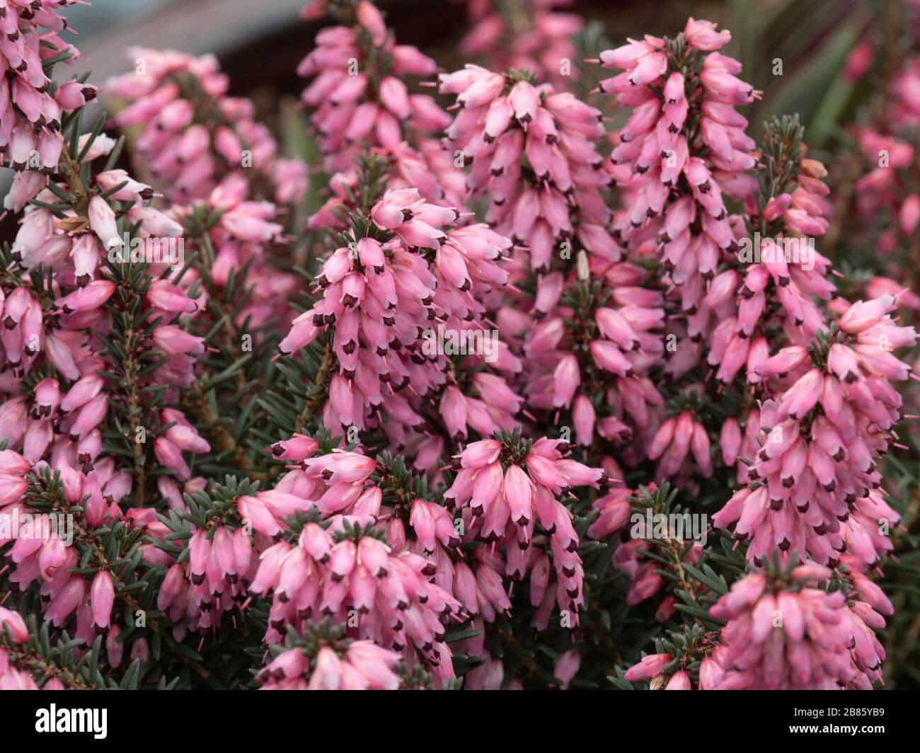 A close up of the deep flowers of Erica erigena 'Irish Dusk Stock Photo