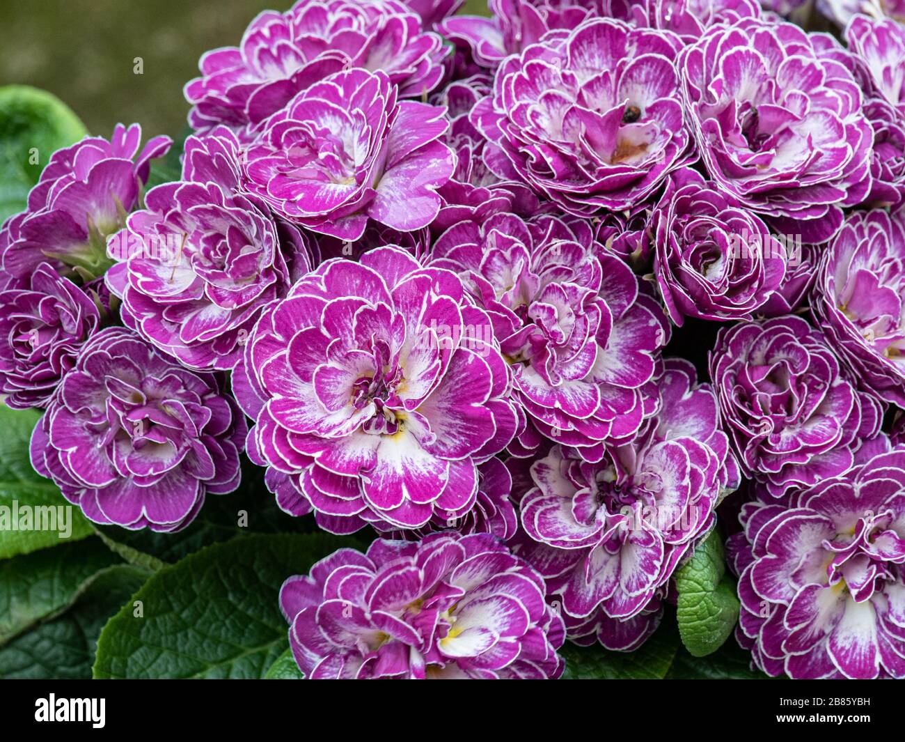 A close up of the double purple and white flowers of Belarina Primula Candy Frost Stock Photo