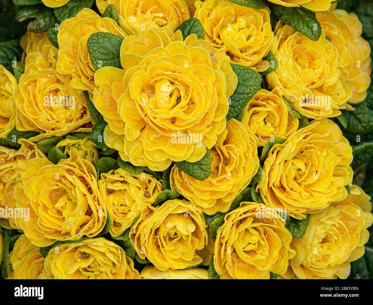 A close up of the bright yellow double flowers of the Primrose Belarina Goldie Stock Photo