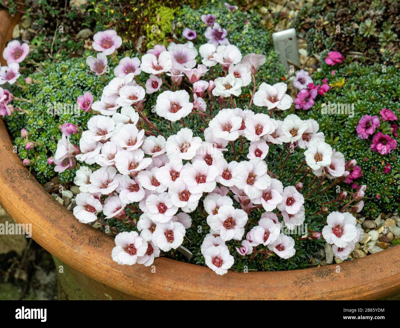 The shell pink flowers of a Saxifraga Jenkinsae flowering on the edge of a terracotta pan Stock Photo