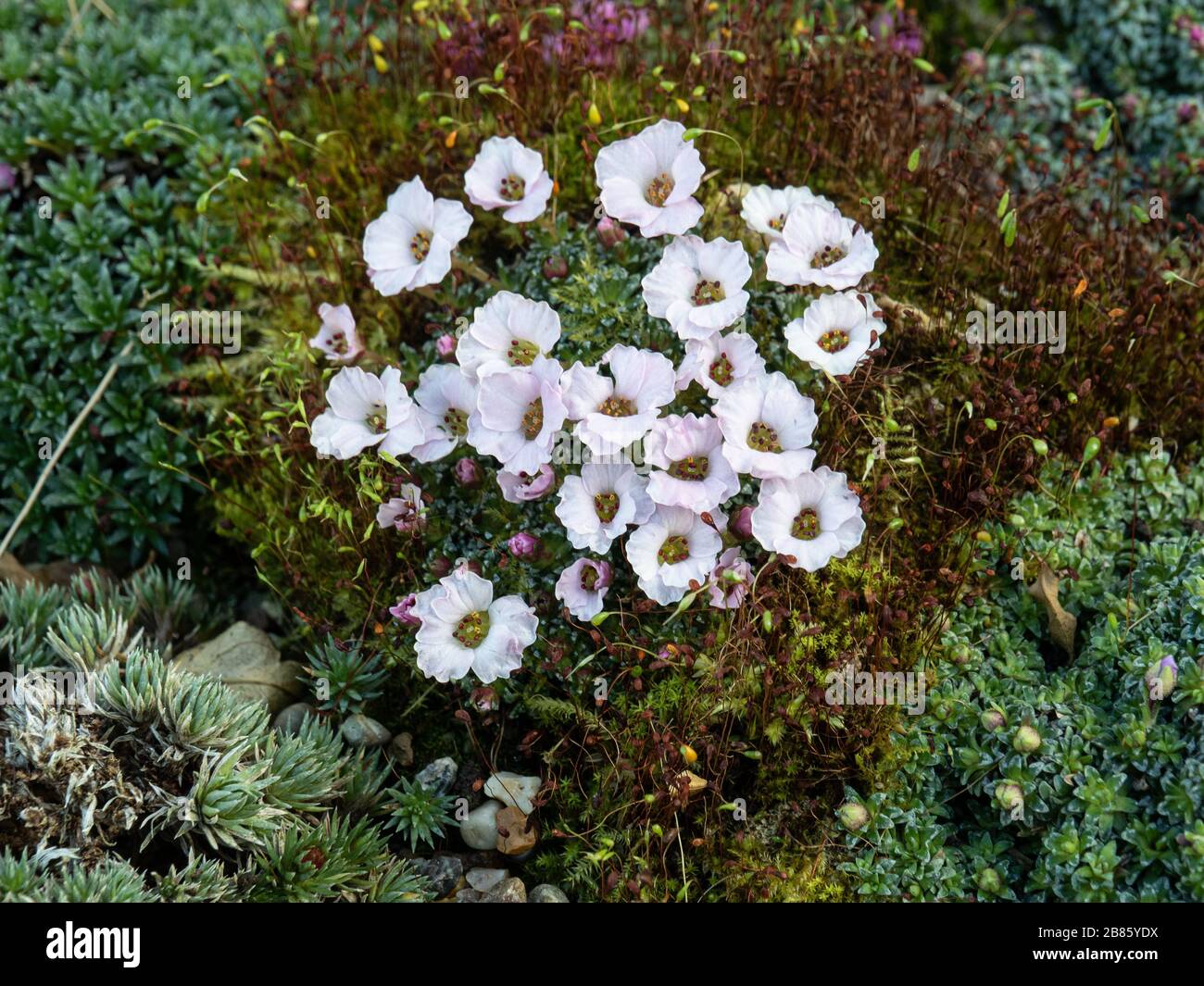 The pale pink Saxifrage Tysoe Pink growing on a tufa block in a container Stock Photo