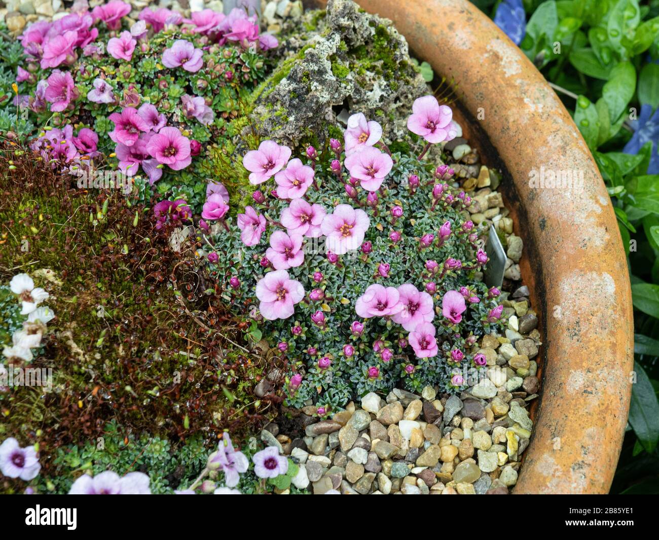 The pale pink Saxifraga Nancye growing on the edge of a terracotta pan Stock Photo