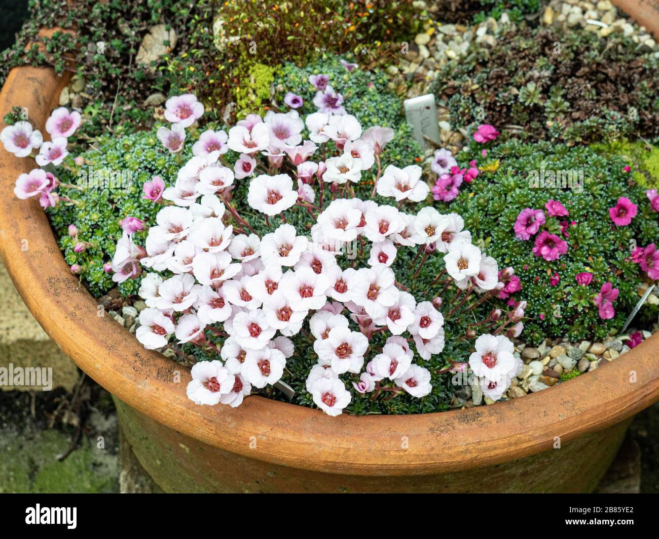 The shell pink flowers of a Saxifraga Jenkinsae flowering on the edge of a terracotta pan Stock Photo