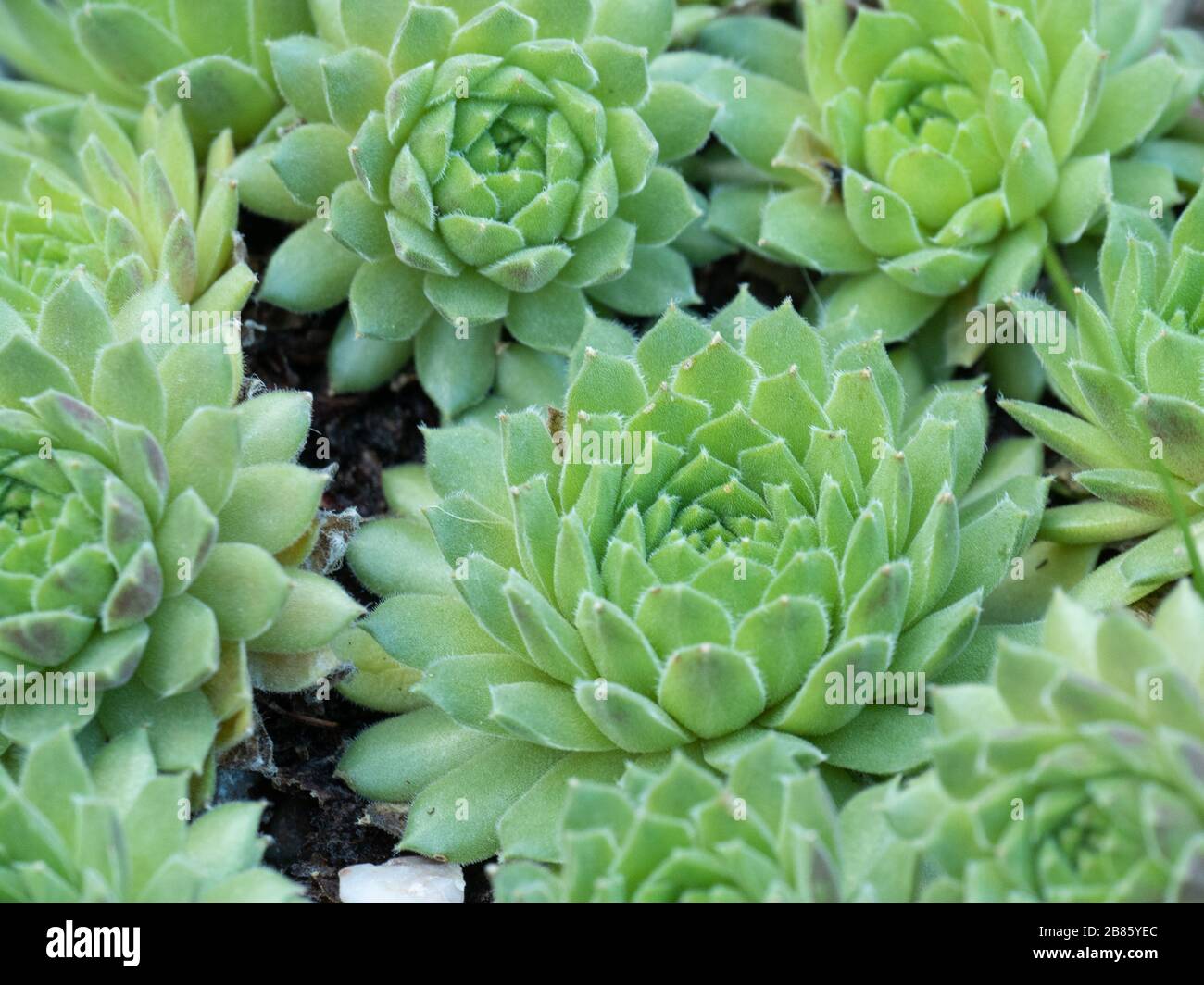 A close up of a group of rosettes of the lime green Sempervivum Pekinese Stock Photo