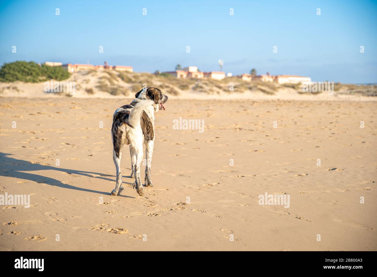 dog on seacoast walks in the sand Stock Photo Alamy