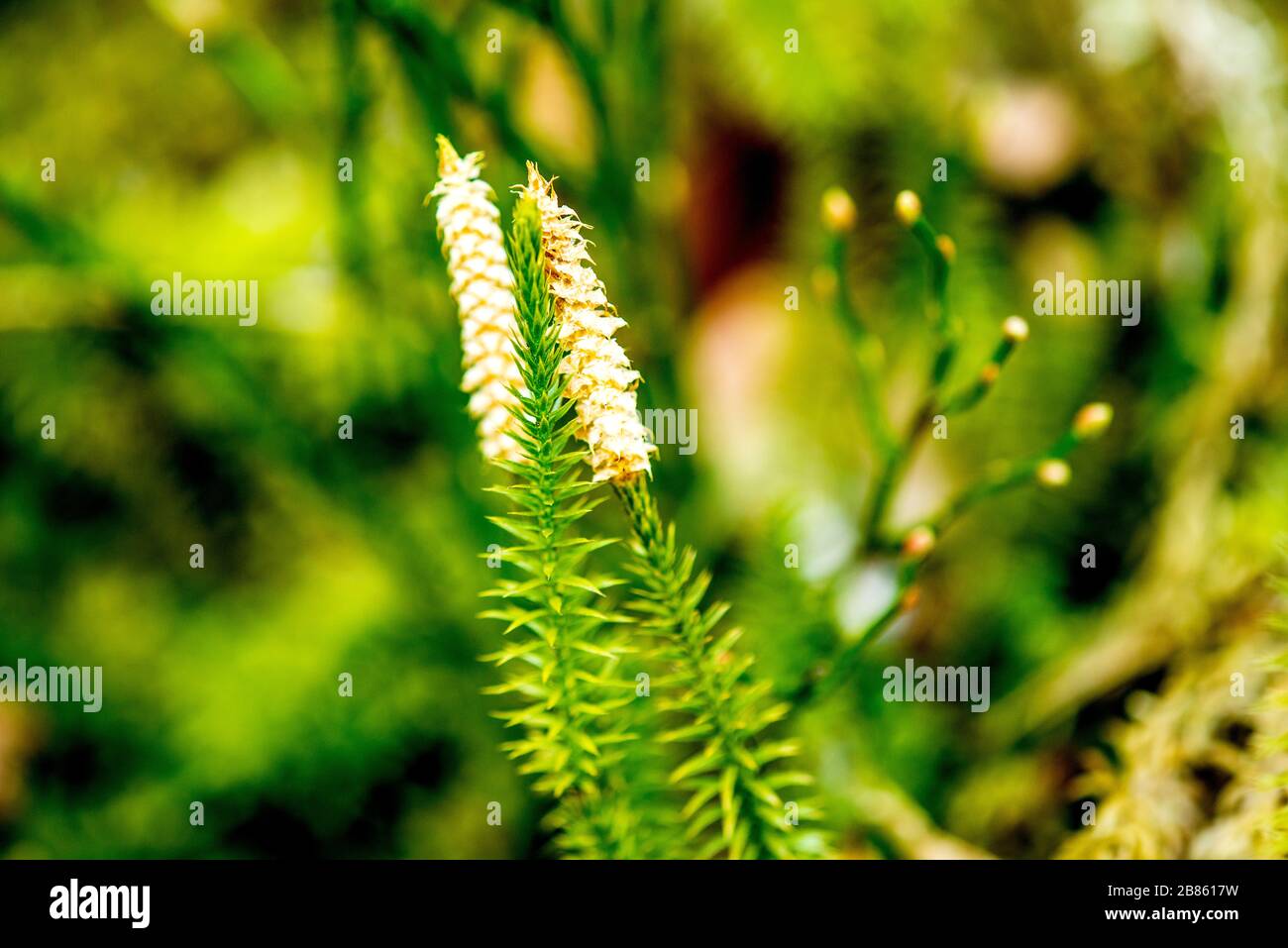 Huperzia, fir moss, medicinal plant in a forest Stock Photo
