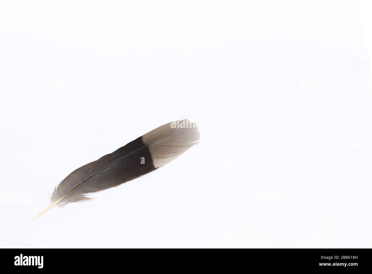 Pigeon Feather with a white background Stock Photo