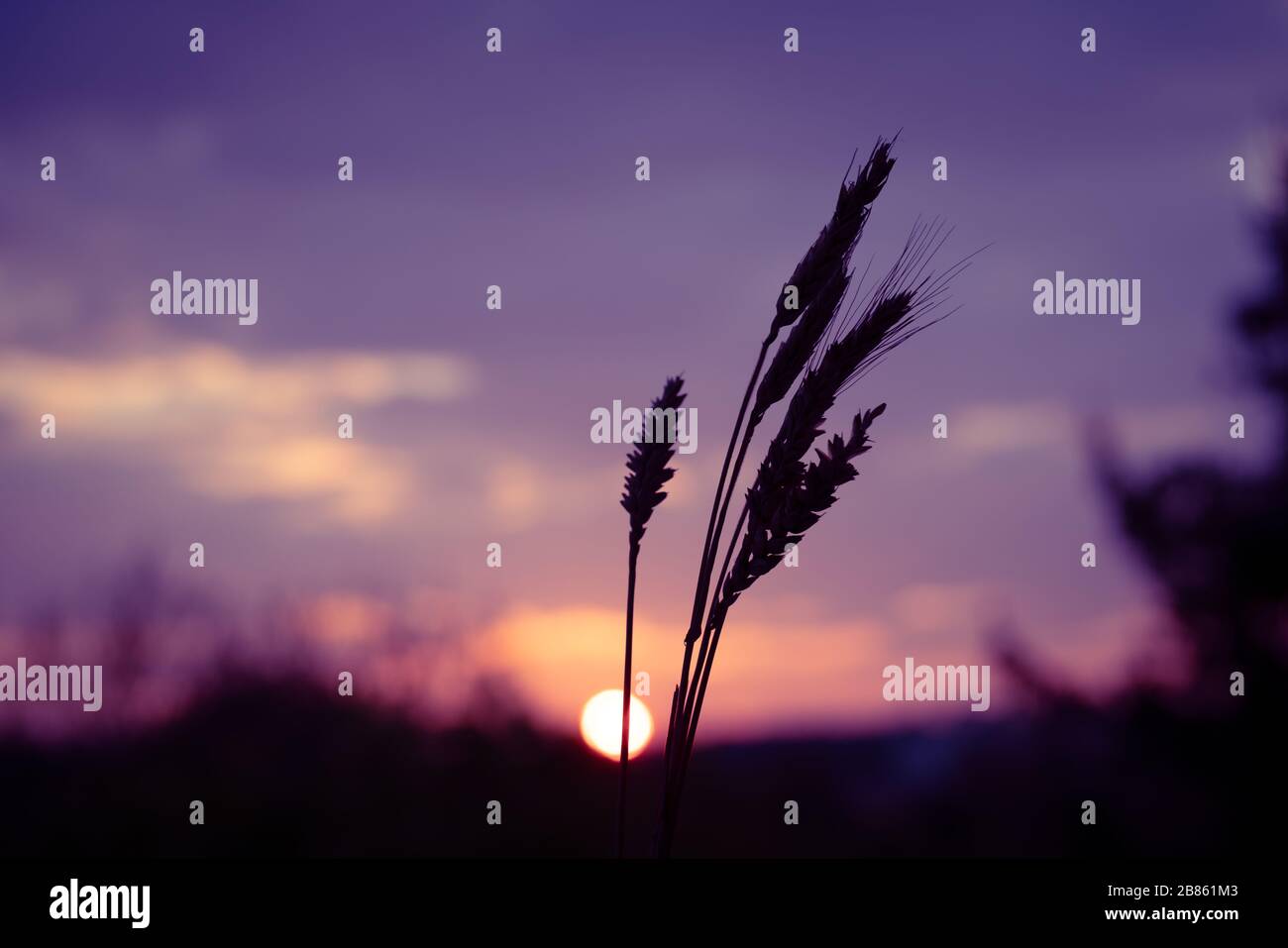 Grass spikes on sunset sky background Stock Photo