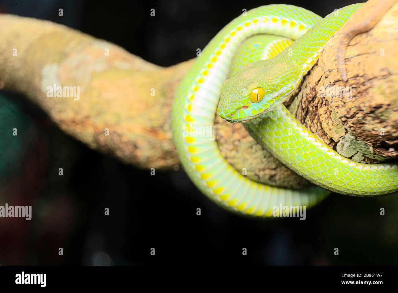 Large-eyed Pit Viper This Viper is one of the most beautiful snakes one can find in the wild; it is less aggressive at a young age and to have portrai Stock Photo