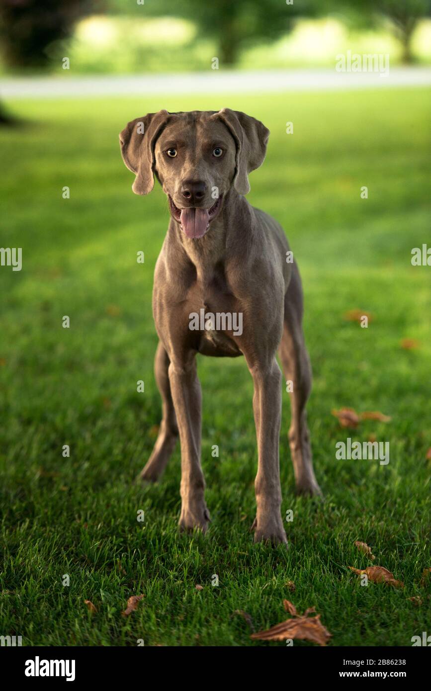 Grey shorthaired Weimaraner hunting dog standing in the park in summer day  Stock Photo - Alamy