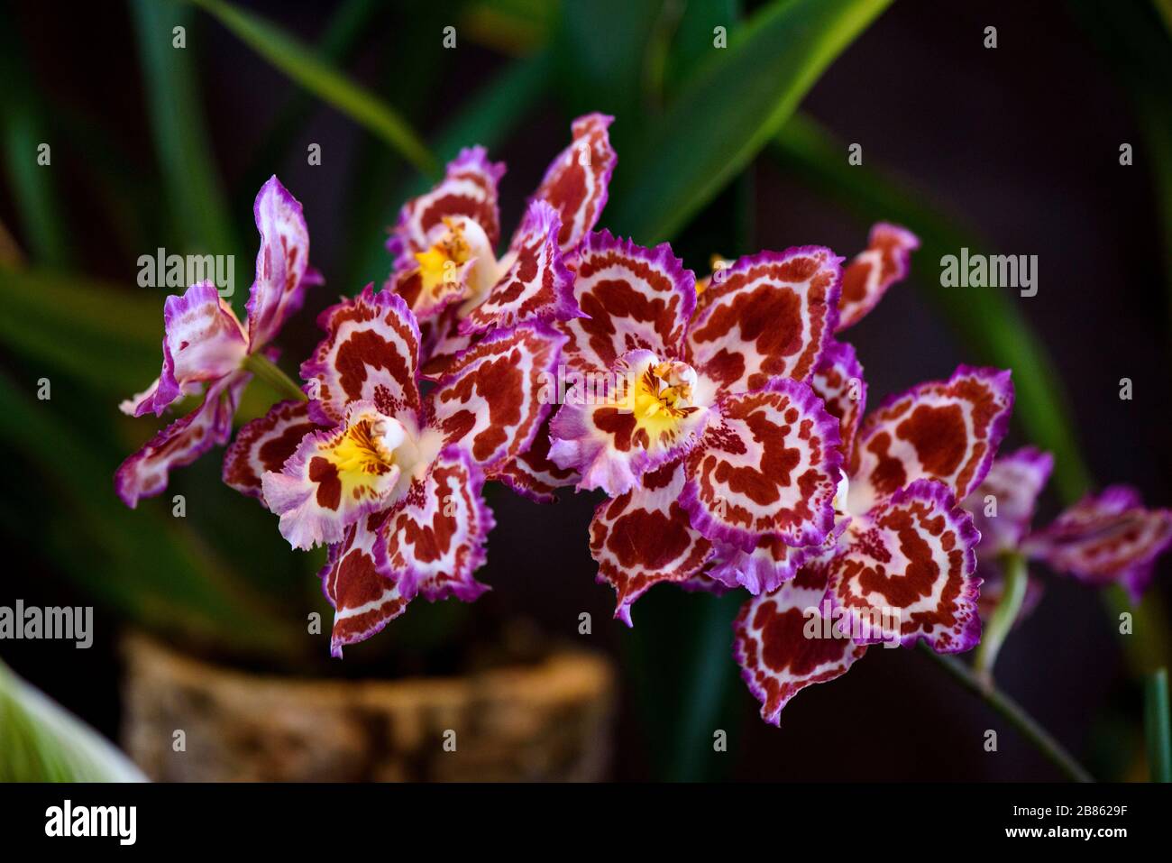 Rare Orchid, Close-up, Macro Stock Photo