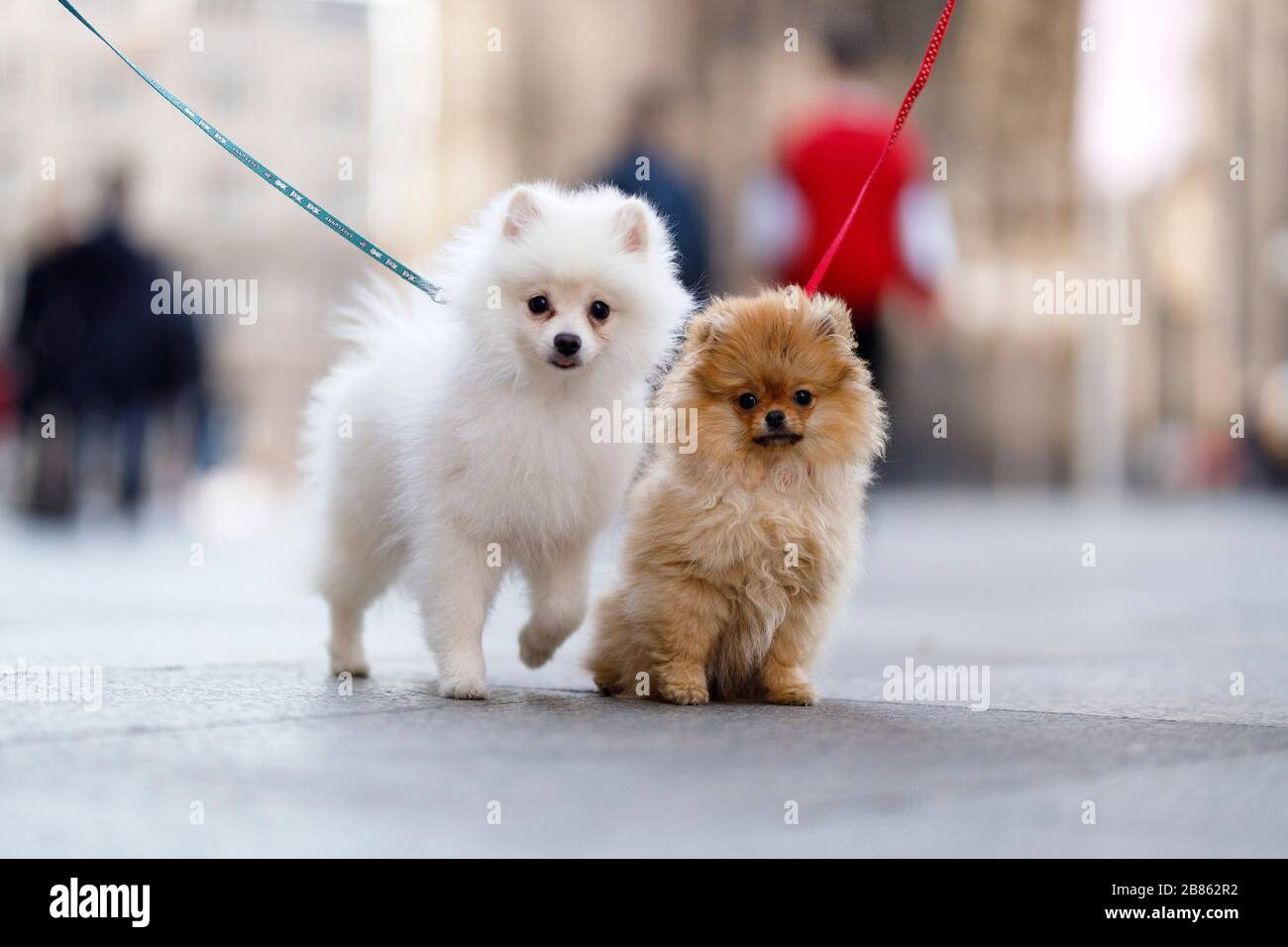 Leash compulsory hi-res stock photography and images - Alamy