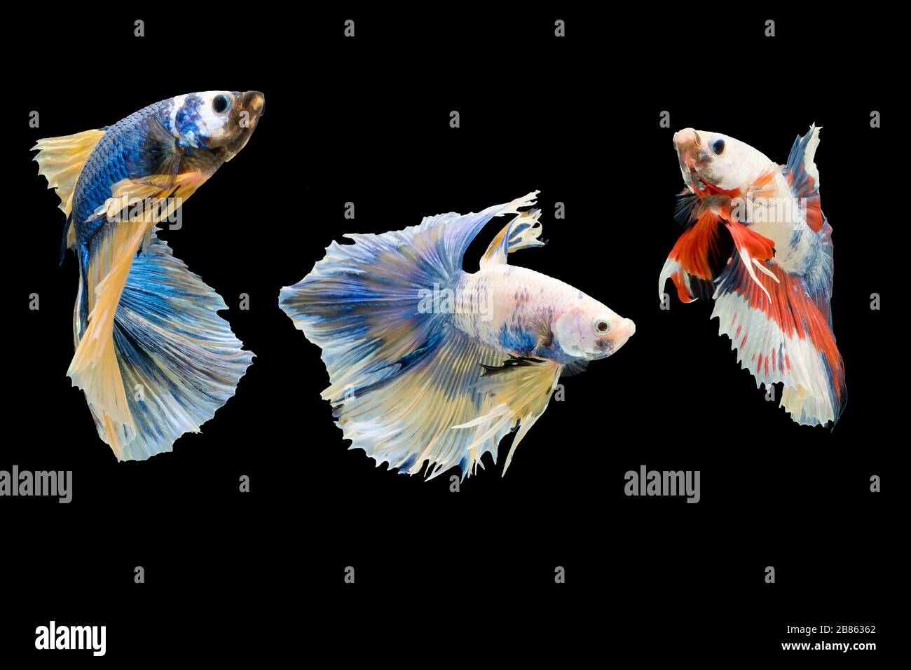 Three Betta fish, siamese fighting fish isolated on black background beautiful movement macro photo Stock Photo