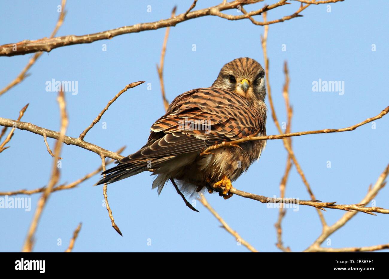 Juvenile Kestrel, Falco tinnunculus, blind in the left eye, perched on a branch against a blue sky. Taken at Stanpit Marsh UK Stock Photo