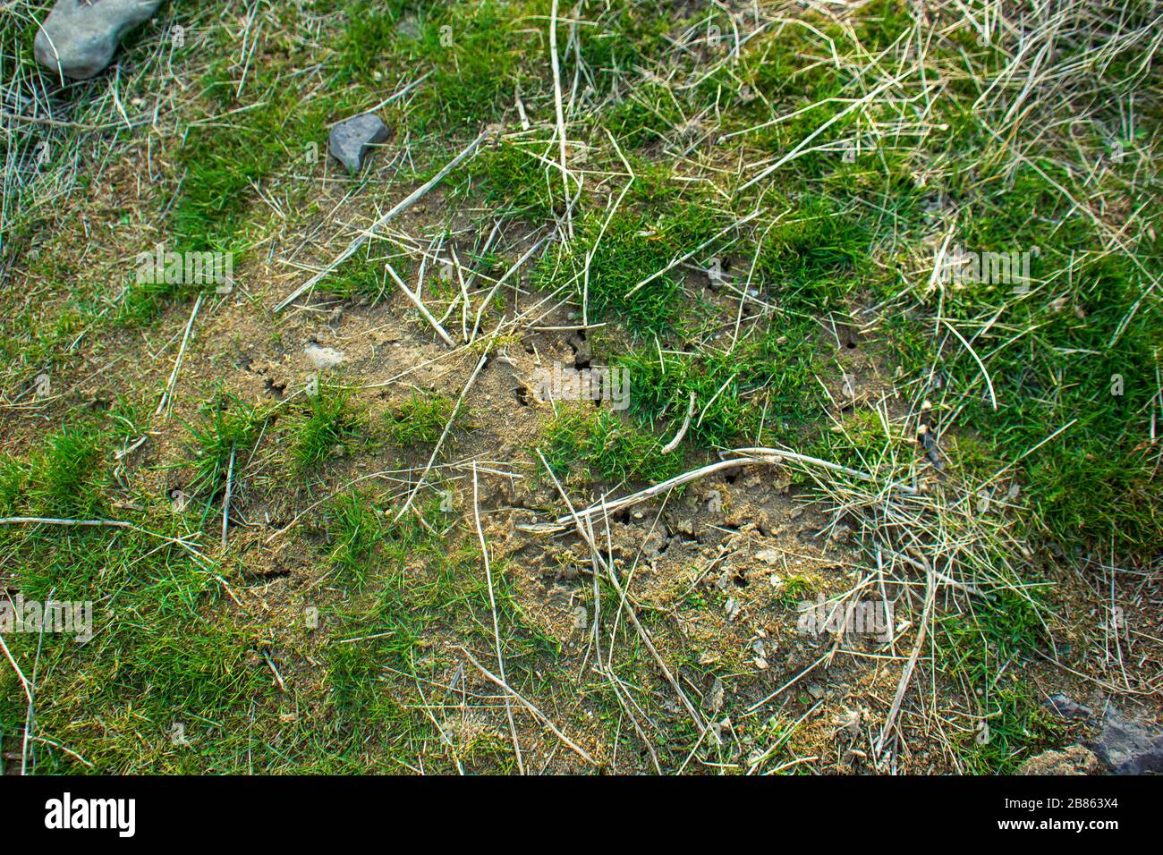 Grass texture hd hi-res stock photography and images - Alamy