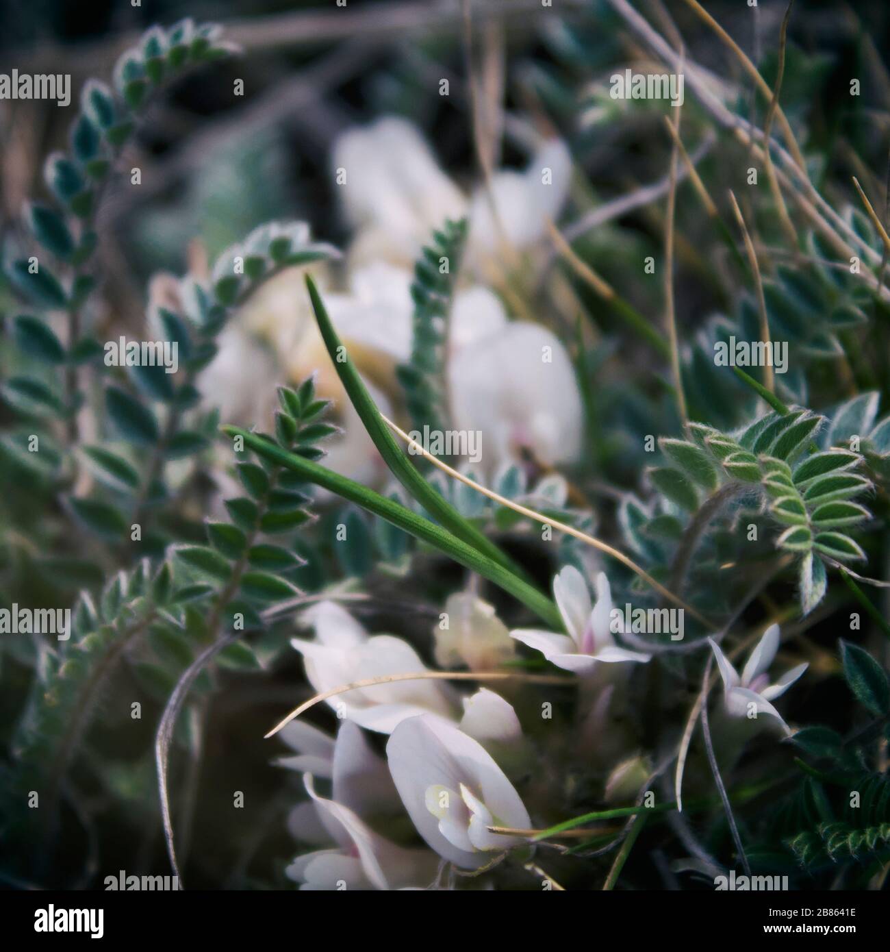 Astragalus.Astragalus exscapus. Blossoming Astragalus. Meadow plants. Spring plant. Selective focus. Copy space. Stock Photo