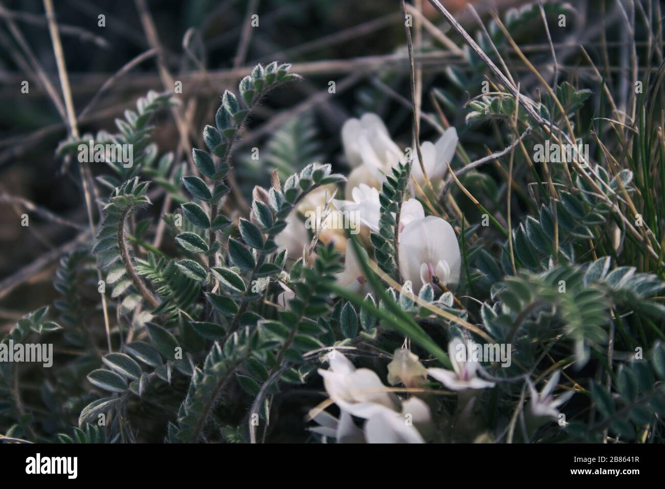 Astragalus. Astragalus exscapus. Blossoming Astragalus. Meadow plants. Spring plant. Selective focus. Copy space. Stock Photo