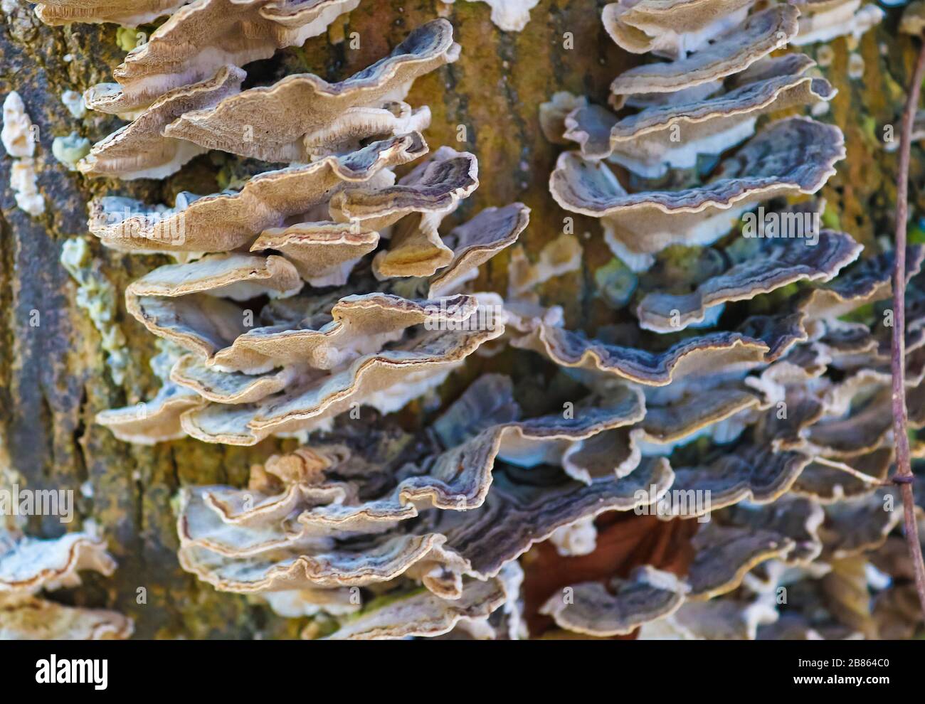 Beaufitul Phellinus robustus mushrooms on a tree Stock Photo