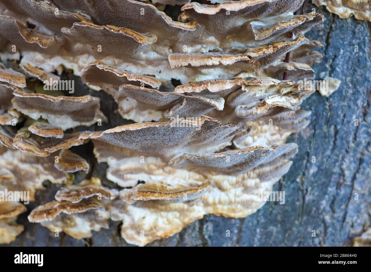 Beaufitul Phellinus robustus mushrooms on a tree Stock Photo
