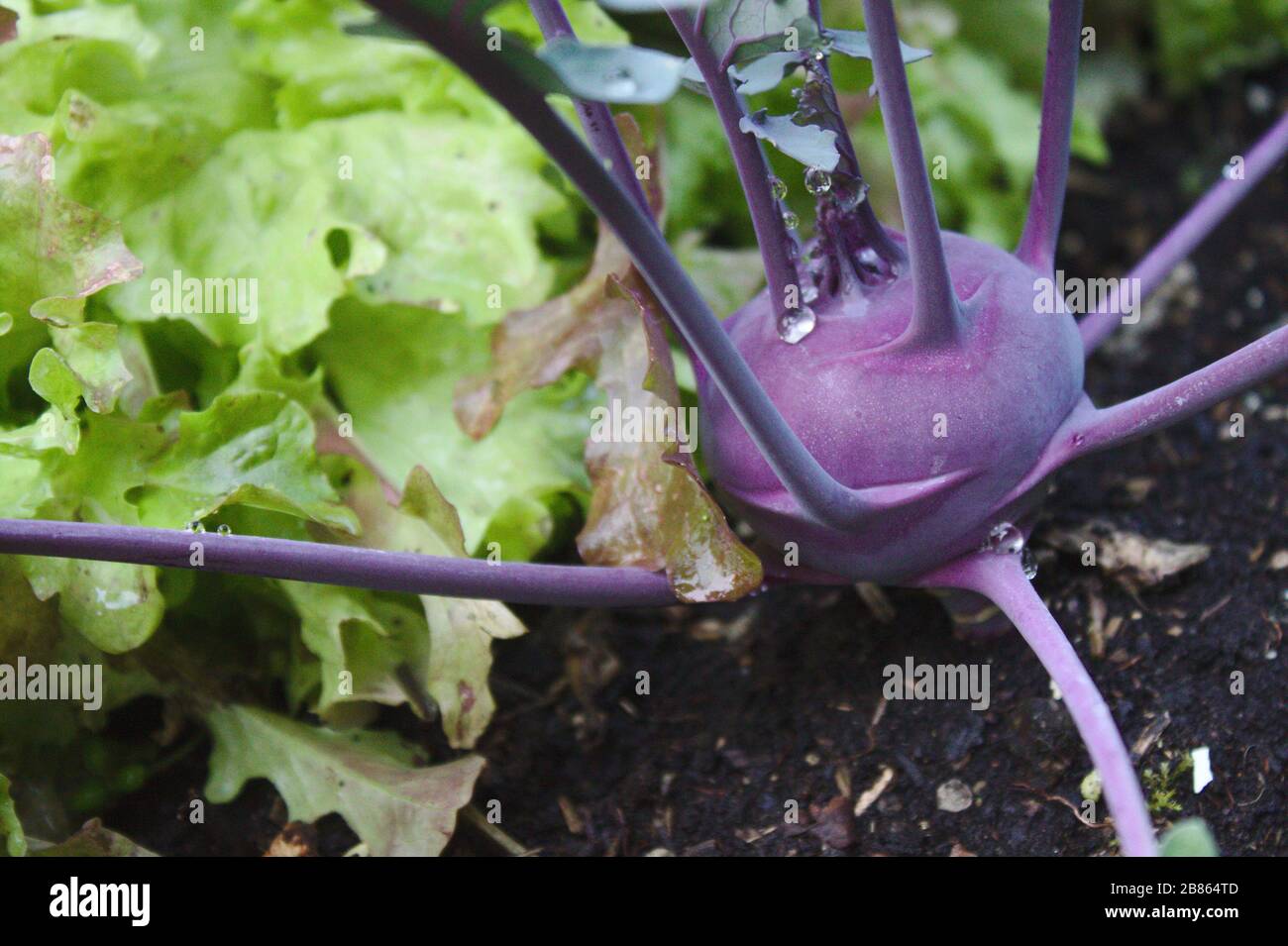 The picture shows cabbage turnip in the garden Stock Photo Alamy