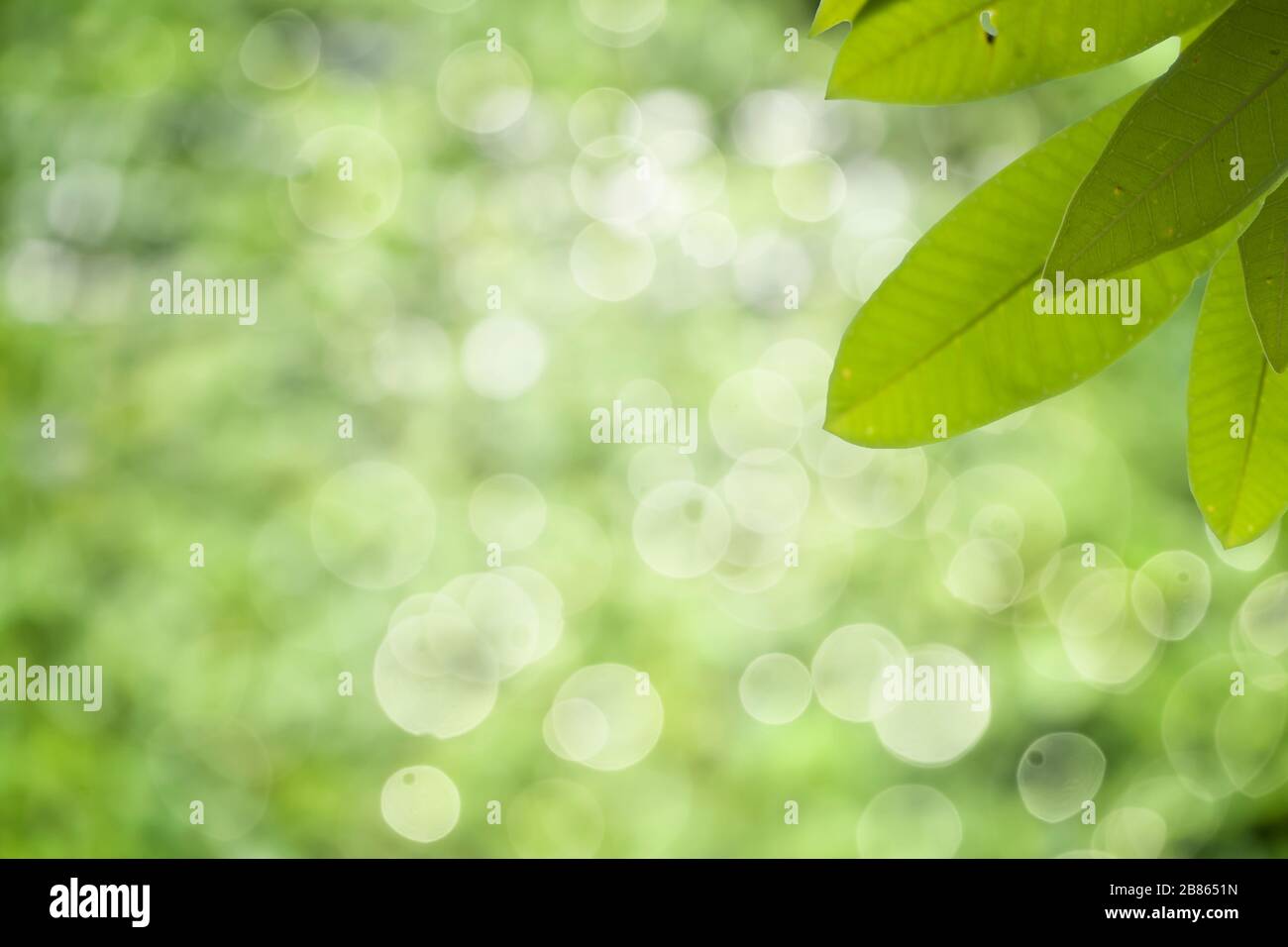 Closeup nature view of green leaf on blurred greenery background in ...