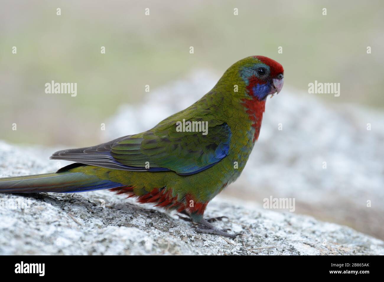 Parrots are both bold and brightly coloured Stock Photo