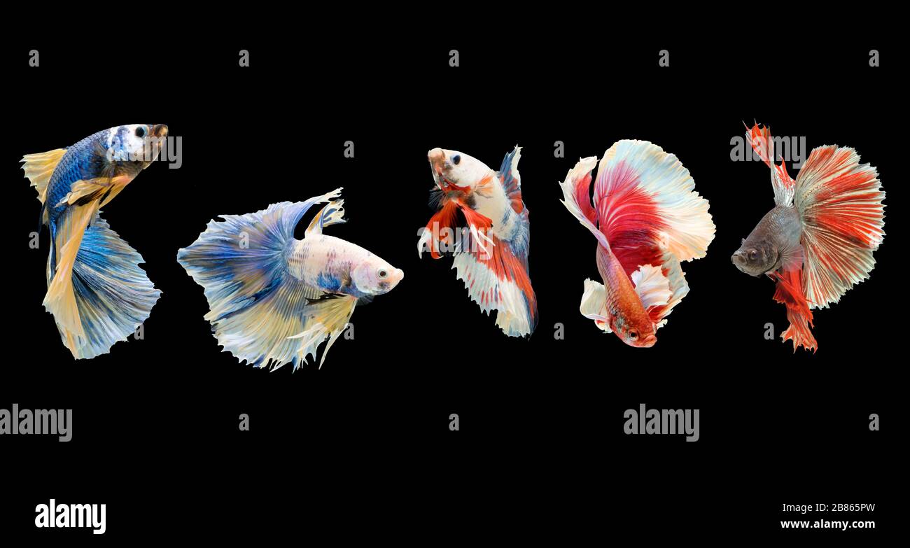 Five Betta fish, siamese fighting fish isolated on black background beautiful movement macro photo Stock Photo