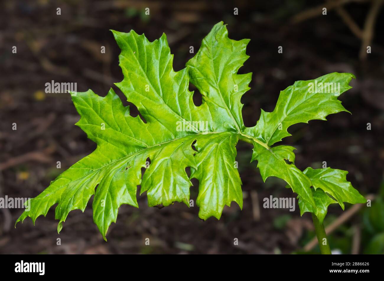 Closeup of a large glossy simple lobed leaf. Stock Photo