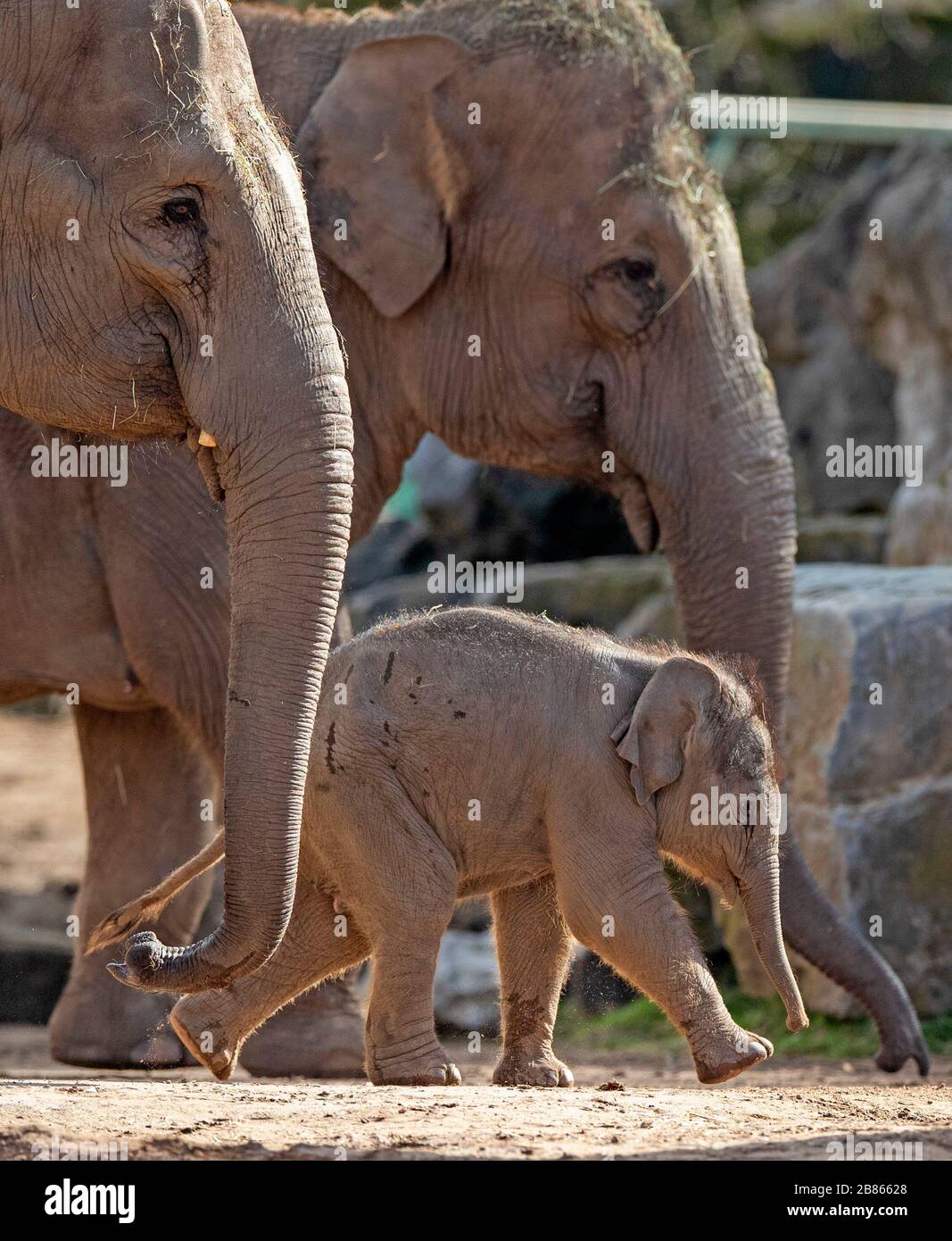 Riva Hi Way, a baby Asian elephant calf born last month at Chester Zoo, makes her public debut alongside her mother 15-year-old Sundara Hi Way (left). PA Photo. Picture date: Friday March 20, 2020. The calf was born after a 22 month pregnancy. Asian elephants are listed as endangered by the International Union for the Conservation of Nature (IUCN) and the species is highly threatened in the wild by habitat loss, poaching, human-wildlife conflict and a deadly herpes virus called Elephant Endotheliotropic Herpesvirus. Photo credit should read: Peter Byrne/PA Wire Stock Photo