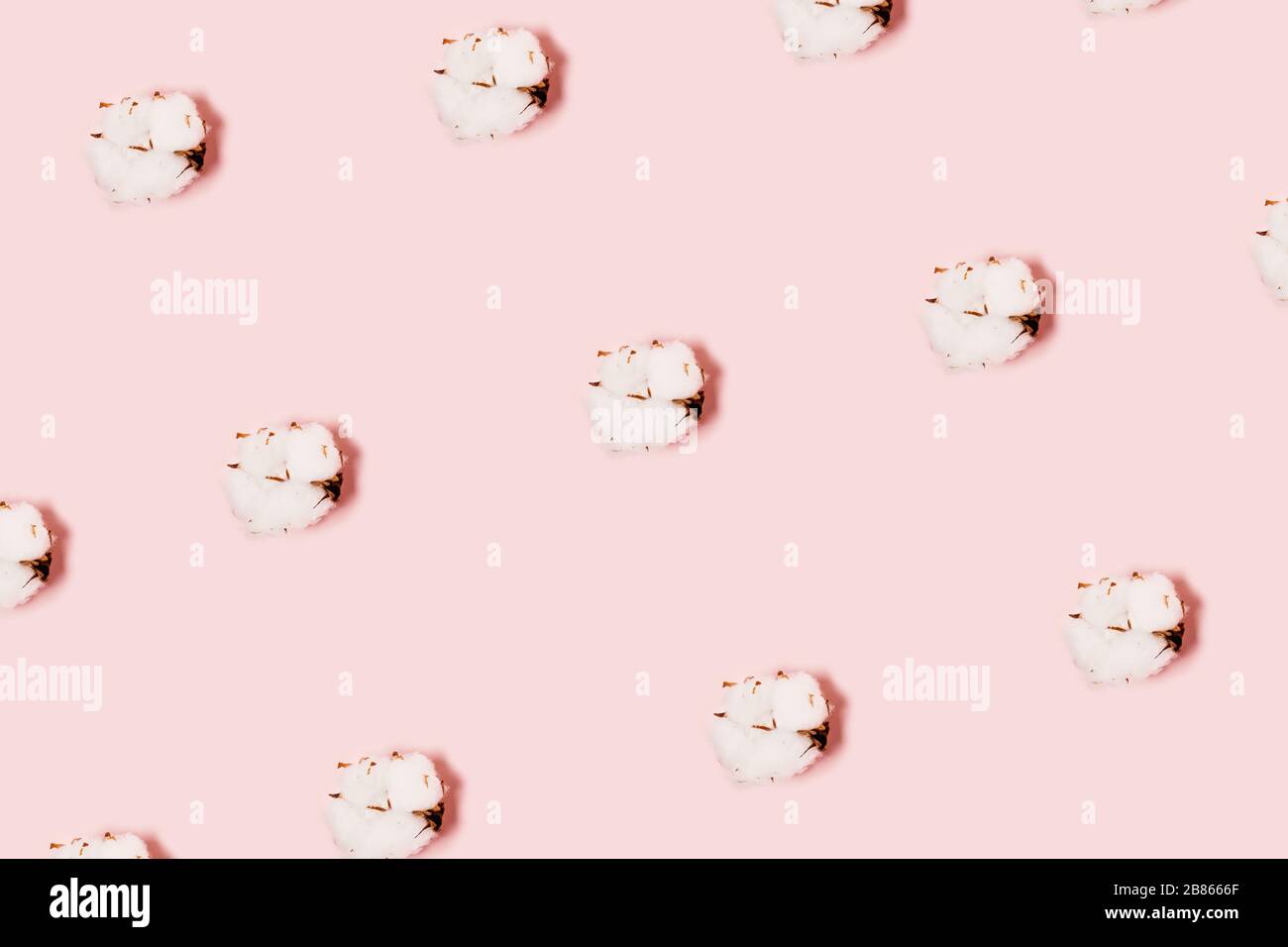 Flowers of cotton on a pink background. A natural pattern Stock Photo