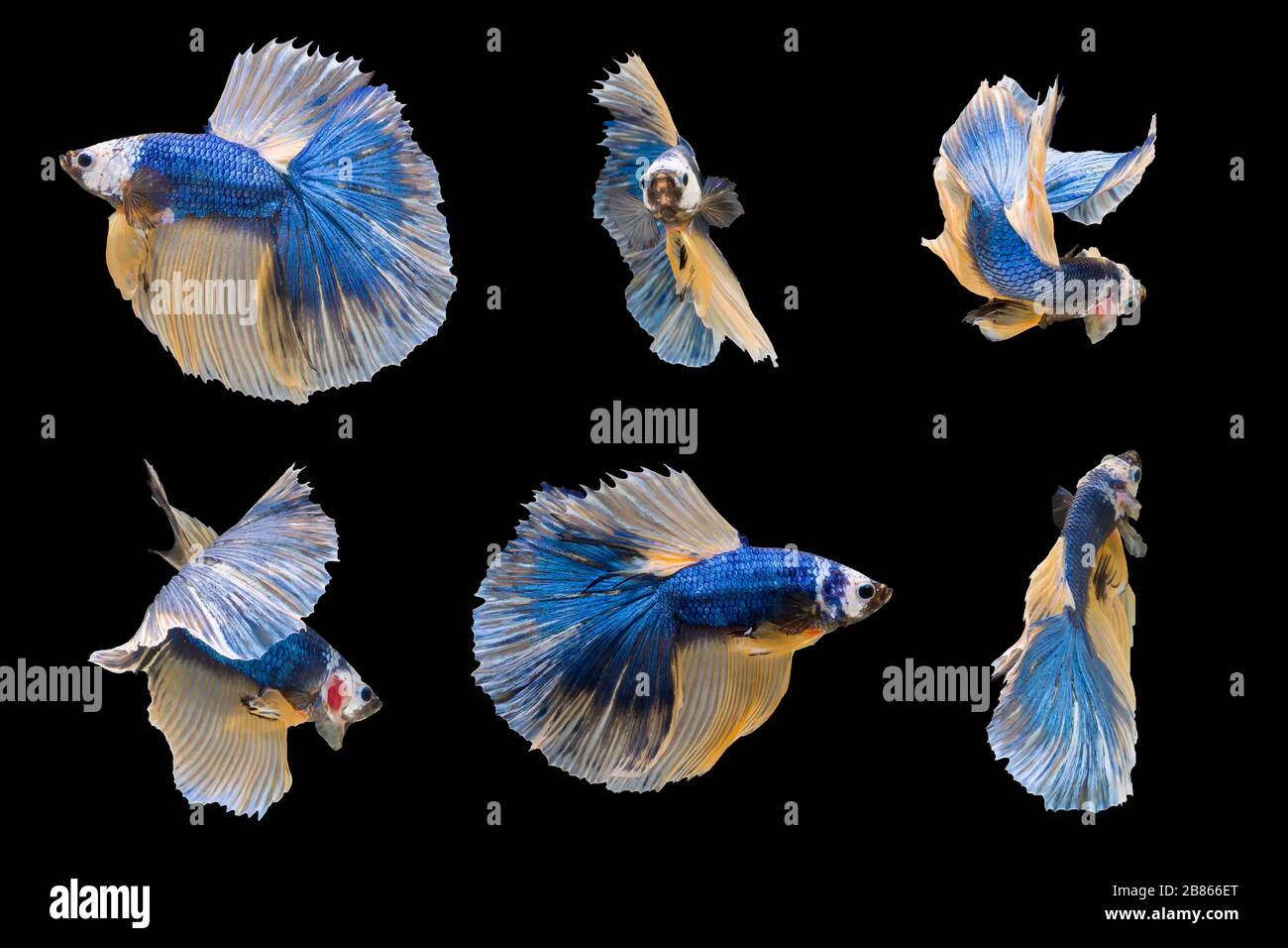 Six Betta fish, siamese fighting fish isolated on black background beautiful movement macro photo Stock Photo