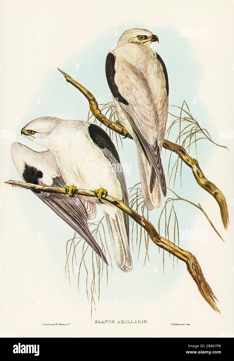 Square Tailed Kite Milvus Insures Illustrated By Elizabeth Gould 18041841 For John Goulds 1804 1881 Birds Of Jpg 2b867p8 Stock Photo Alamy<script async src=