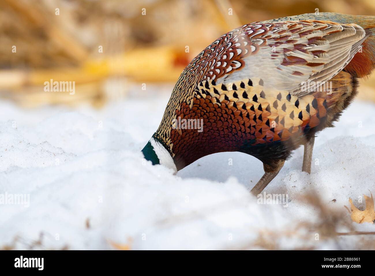 A rooster Pheasant in the late winter in South Dakota Stock Photo Alamy