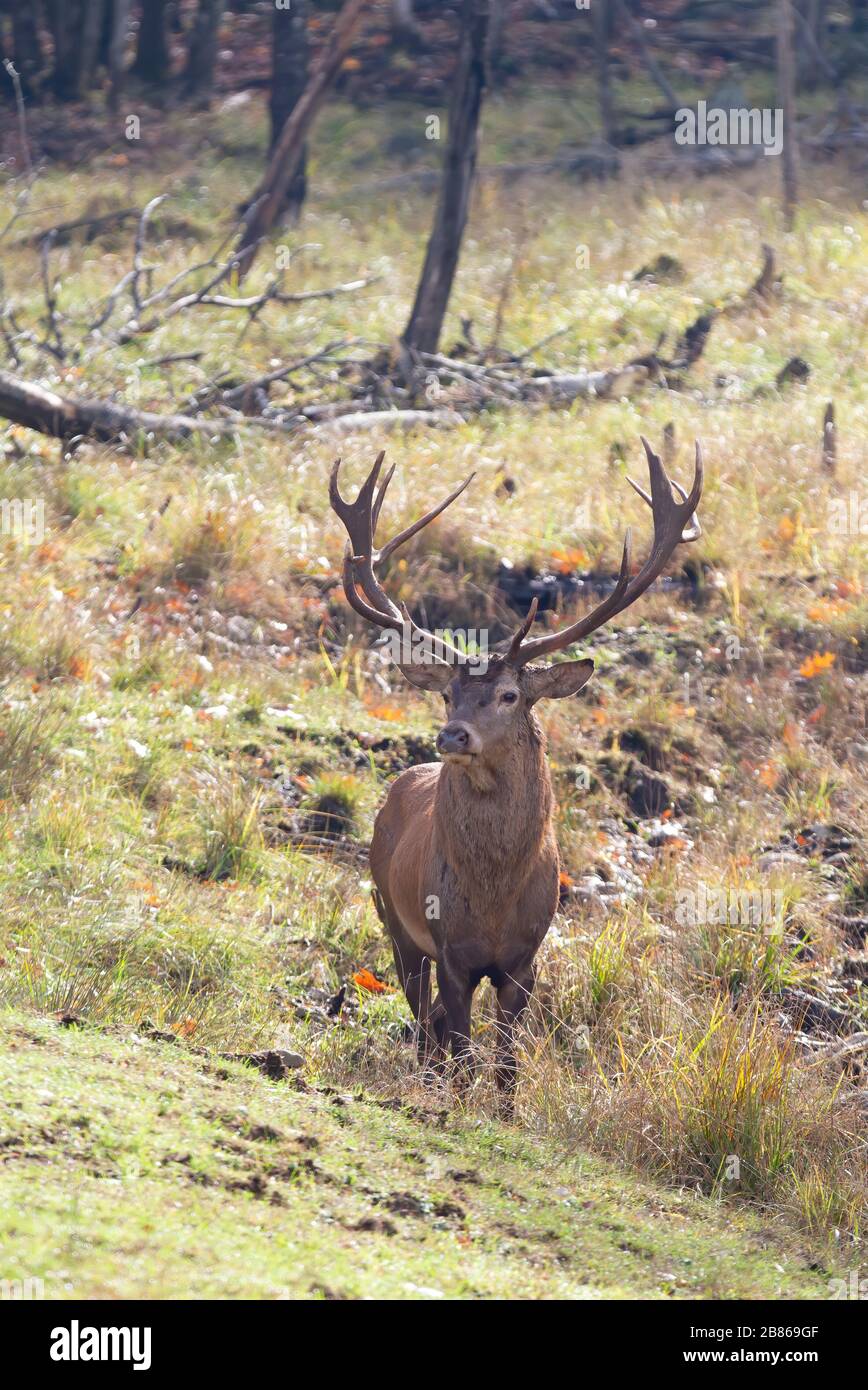 deer stags canada