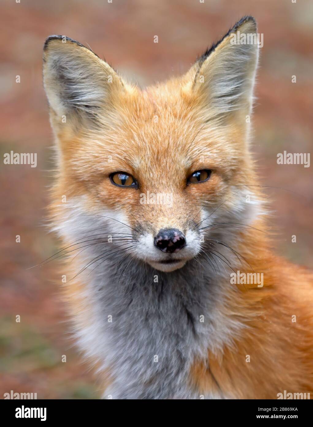 Red fox Vulpes vulpes in pine tree forest sitting in Algonquin Park ...