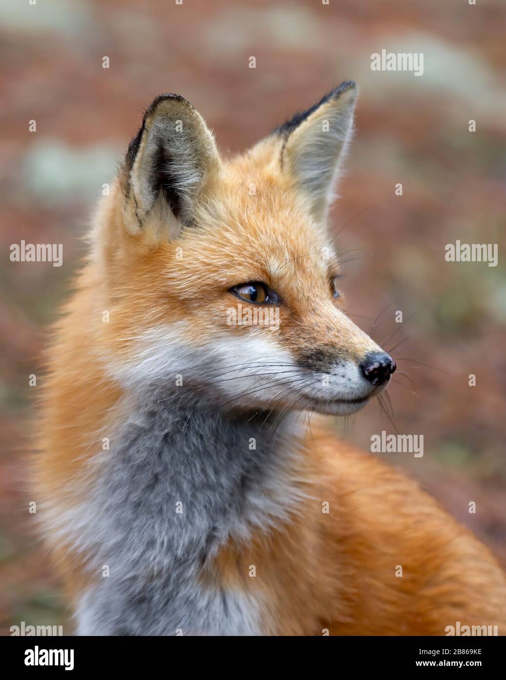 Red fox Vulpes vulpes in pine tree forest sitting in Algonquin Park ...
