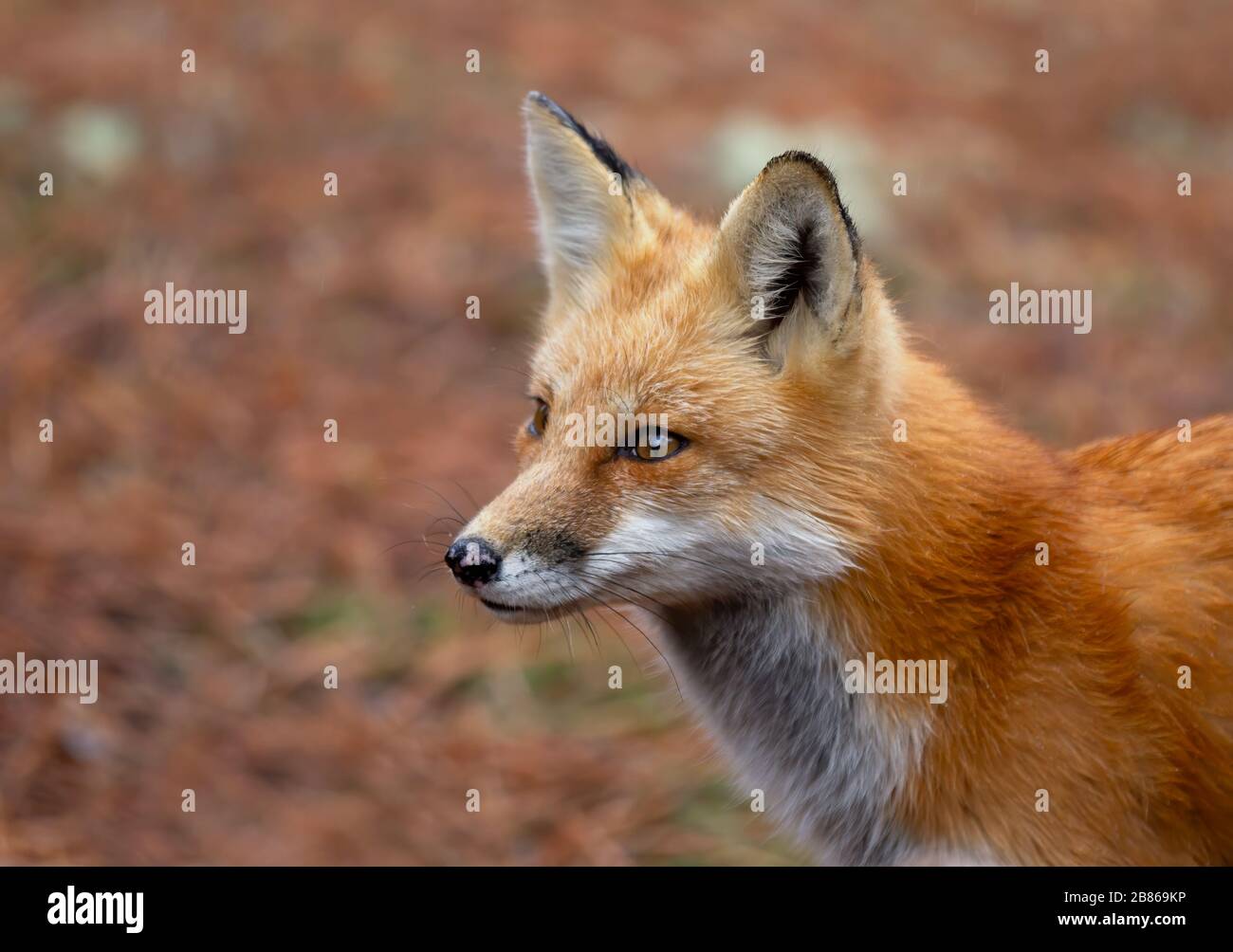 Red fox Vulpes vulpes in pine tree forest sitting in Algonquin Park ...
