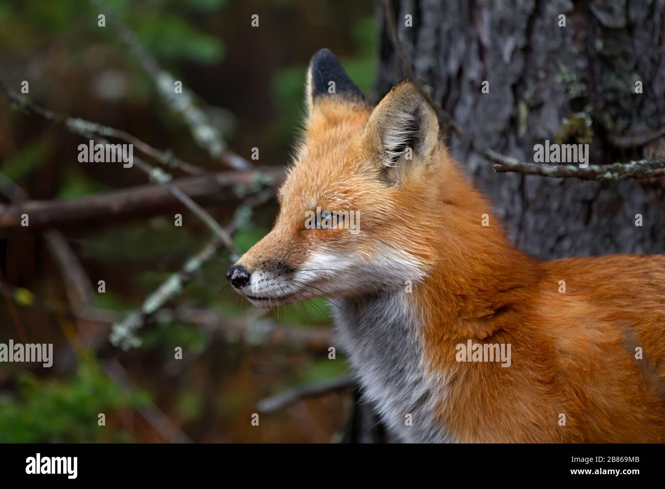 Red fox Vulpes vulpes in pine tree forest sitting in Algonquin Park ...
