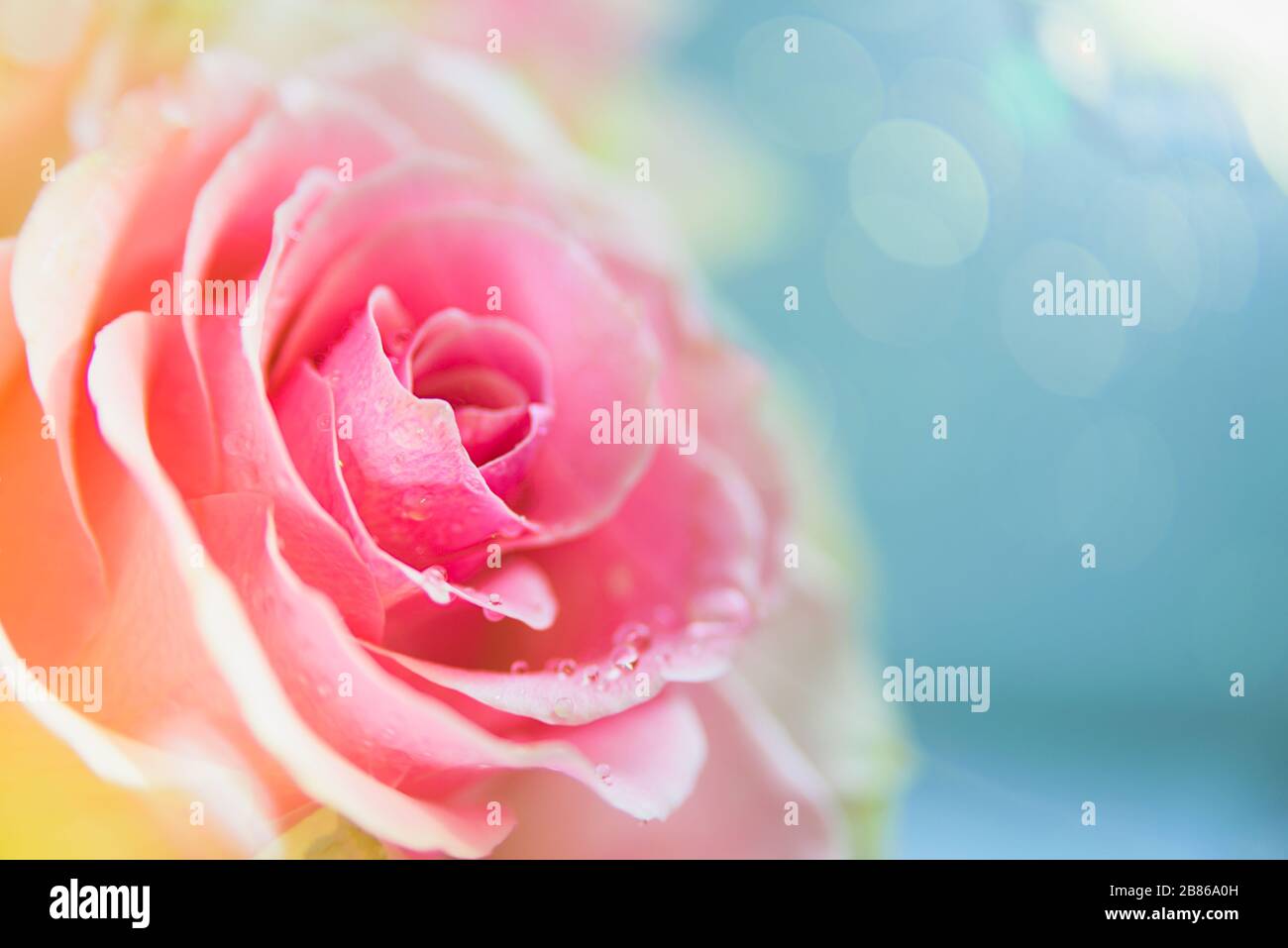 Pink rose flower macro on white. Soft focus Stock Photo