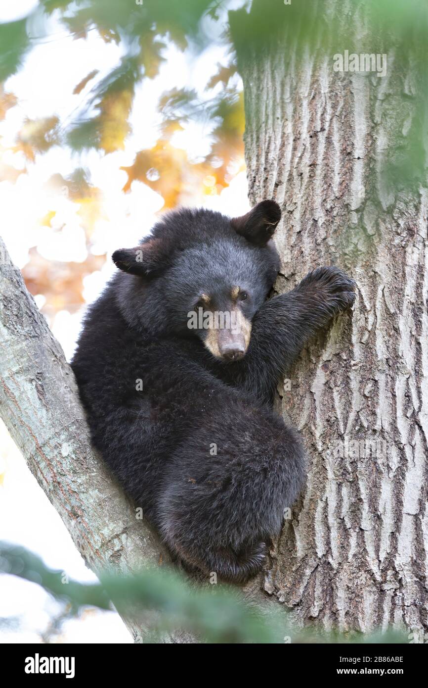 Black bear cub hi-res stock photography and images - Alamy