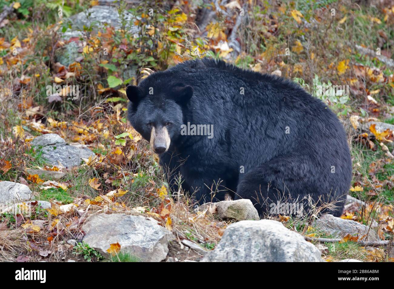 Black bear walking hi-res stock photography and images - Alamy