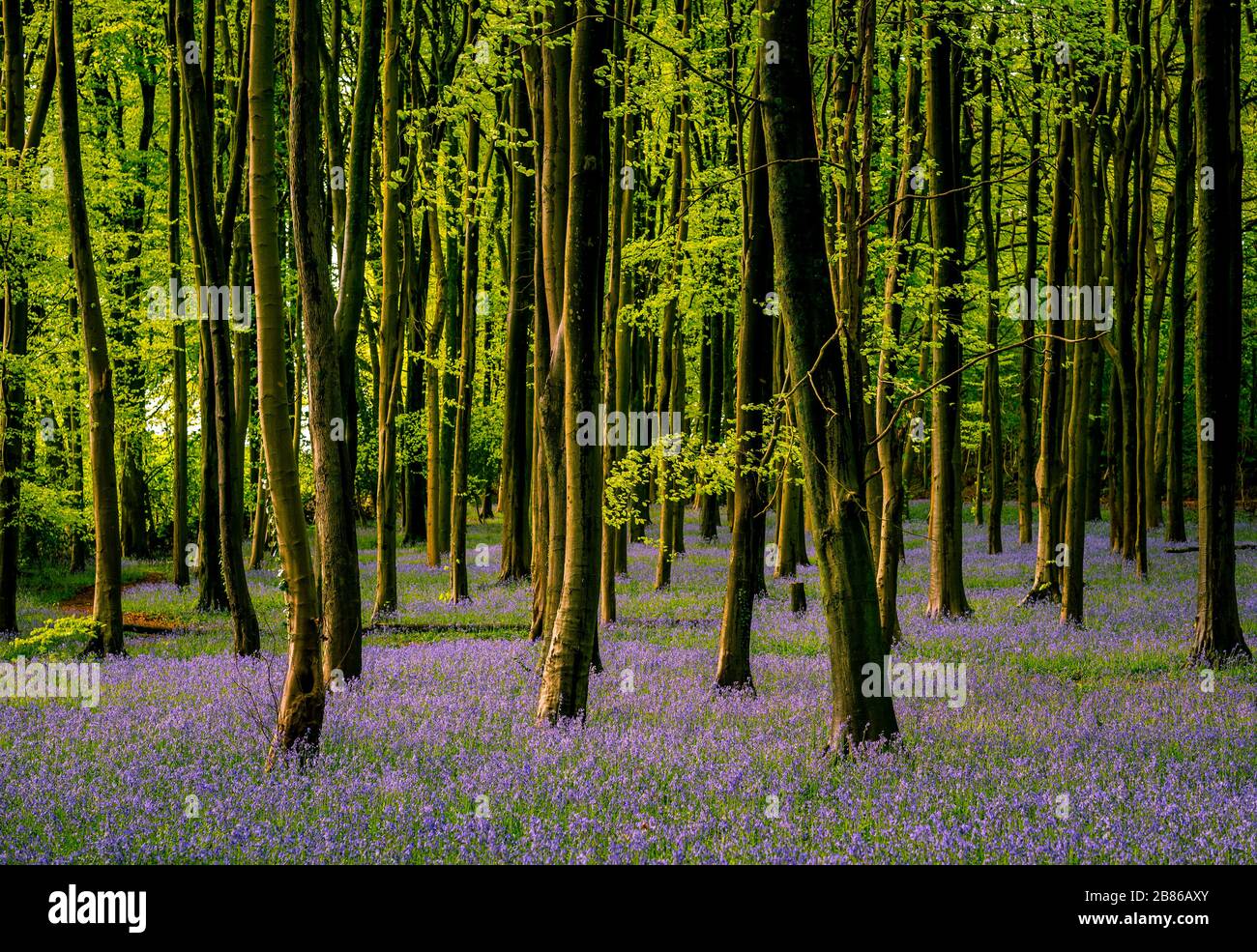 Wild Flowers